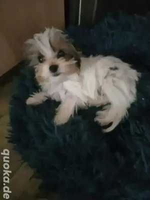 Biewer Yorkshire Terrier 