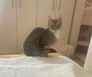 Schüchterne Lilly sucht verständnisvolle Familie Bild 7