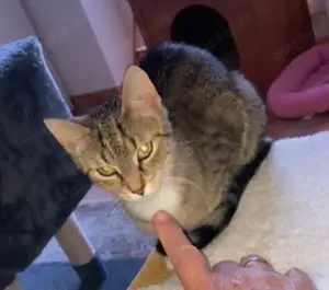 Schüchterne Lilly sucht verständnisvolle Familie Bild 3