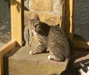 Schüchterne Lilly sucht verständnisvolle Familie Bild 2