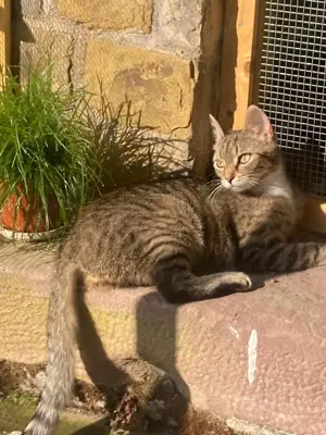 Schüchterne Lilly sucht verständnisvolle Familie Bild 5