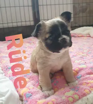 Französische bulldogge im teddylook