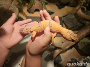 Leopardengecko weiblich 2 Jahre alt 