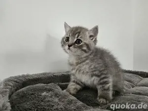 Reinrassige bkh kitten 