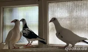 Brieftauben jungtauben, farbbrieftauben
