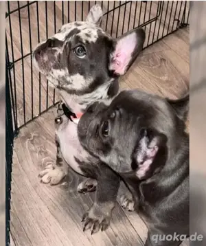 Französische bulldogge welpen 