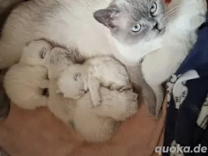 gebe ab der 12 woche zuckersüße bkh bluepoint Kitten ab 