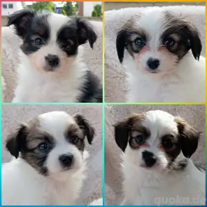 4 Wunderschöne Phalene und Papilion Zwergspitz Mix Welpen 
