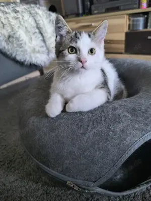 Süßes Edelmix-Katerchen Katerchen 