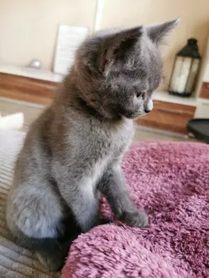 Bkh mix Kitten 12 Wochen alt