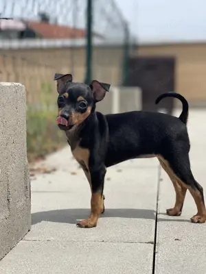 Zwergpinscher Welpen