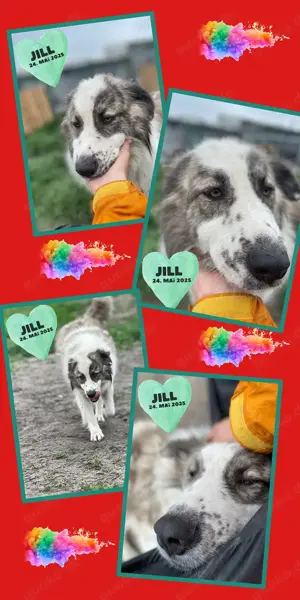 wunderschöne, liebe, sanfte, fröhliche, ruhige Hündin "Jill" sucht ein Zuhause