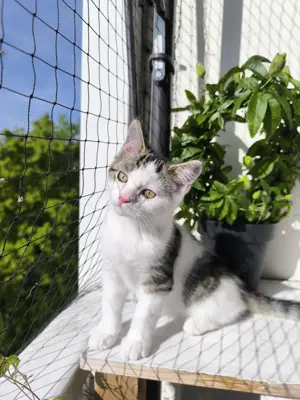 Süßes Edelmix-Katerchen Katerchen 