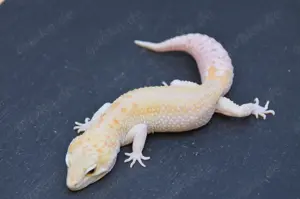 Leopardgecko ZUCHTTIERE mit TOP Genetik aus Zuchtaufgabe