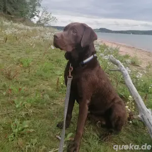 Reinrassige Labrador Deckrüde mit viel Erfahrung (Schowlinie)  Bild 2