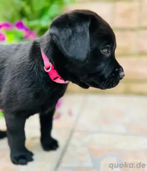 Reinrassige Labradorwelpen suchen das perfekte Zuhause