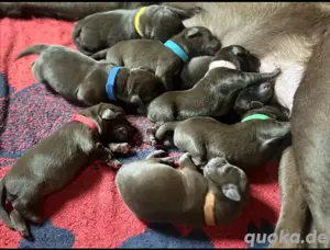 Labrador Deckrüde (Schowlinie) mit sehr viel Erfahrung  Bild 4