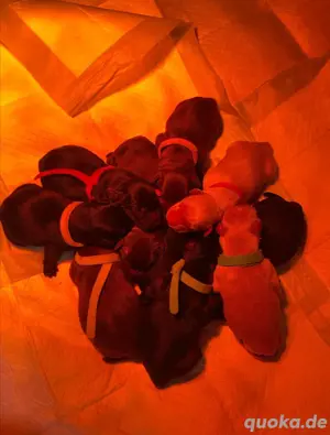 Reinrassige Labrador Deckrüde mit viel Erfahrung (Schowlinie)  Bild 4