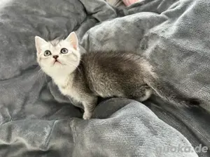 BKH Britisch Kurzhaar Kitten 