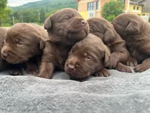 Labrador Welpen Schokobraun