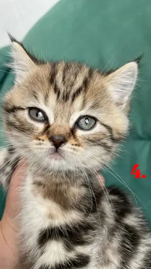 Bkh Kitten zu verkaufen 