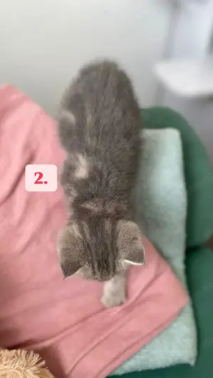Bkh Kitten zu verkaufen 