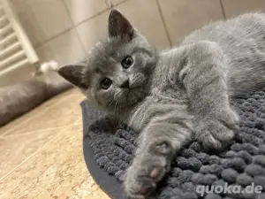 Kater Russisch Blau BKH Mix