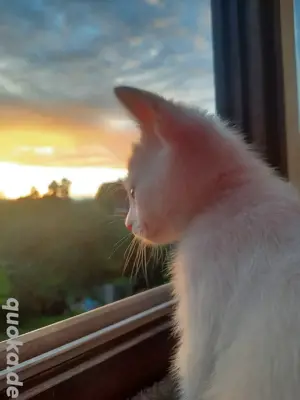 angora katze ,van kedisi hauskatze 