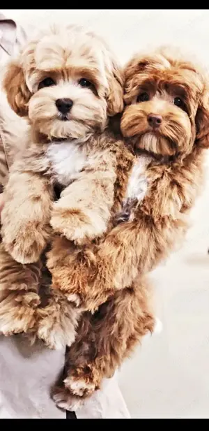 Maltipoo welpen Mini 