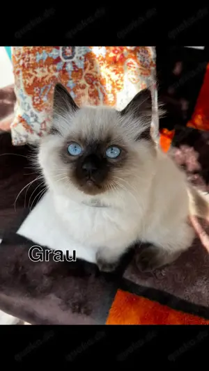 süße Ragdoll Kitten 