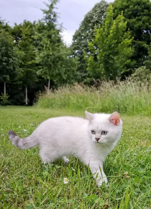 Reinrassige BKH Katerchen 2,5Monaten mit blaue Augen! Bild 3