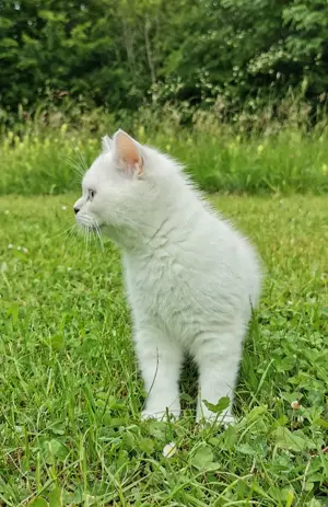 Reinrassige BKH Katerchen 2,5Monaten mit blaue Augen! Bild 5