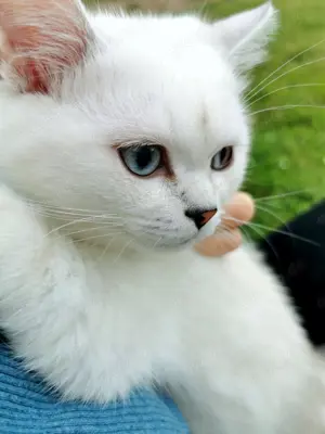 Reinrassige BKH Katerchen 2,5Monaten mit blaue Augen! Bild 2