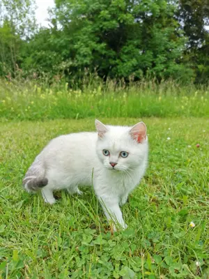 Reinrassige BKH Katerchen 2,5Monaten mit blaue Augen! Bild 4