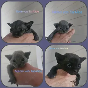 Devon Rex Kitten   Schmusetieger