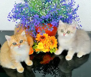 Reinrassige BKH Kitten mit Stammbaum von Champion Eltern SOFORT ABGABEBEREIT 3 Mädchen noch frei