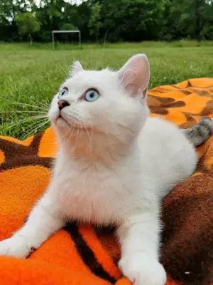 Reinrassige BKH Katerchen 2,5Monaten mit blaue Augen!