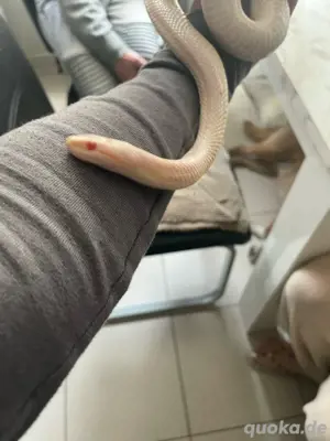Kornatter 2 Jahre