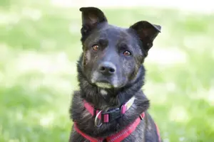 Jacky Boy - 3 Jahre - Mix - Tierhilfe Franken e.V.