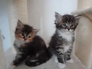 XXL Maine Coon Kitten Mädels u jungs