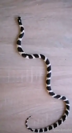 Königsnatter california lampropeltis 