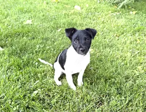 Jack Russel Mix Kaya 