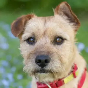 Ruffl, 2 Jahre - Mischling - Tierhilfe Franken e.V.
