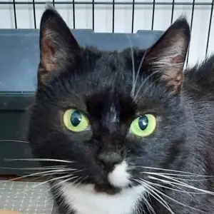 Lina - 9 Jahre - Europäische Kurzhaarkatze - Tierhilfe Franken e.V.