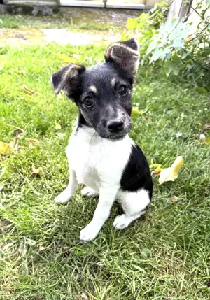 Cherry sucht ein Zuhause 