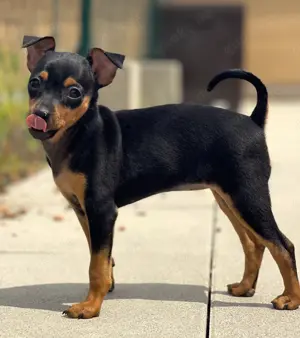 Zwergpinscher Welpen