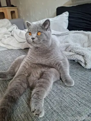 Lieber BKH Zuchtkater mit Stammbaum 