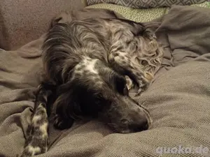 Liebes Setter Mädchen hofft auf ihre Chance 