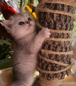 Bkh Kitten