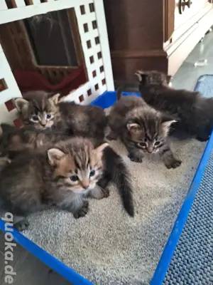 Katzenbabys suchen ein neues Zuhause 